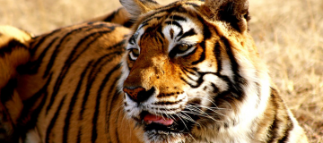 Experience 2 Days Kanha National Park Weekend Getaways Trip Package