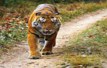 Heart-warming 5 Days Jabalpur to Kanha National Park Nature Vacation Package