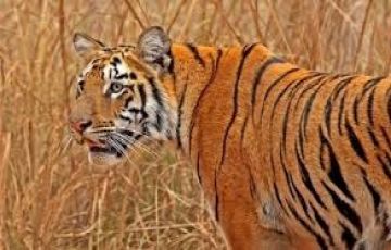 Pleasurable Kanha National Park Tour Package for 3 Days 2 Nights from Jabalpur