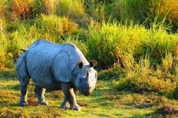 Ecstatic 4 Days 3 Nights Kaziranga National Park Trip Package