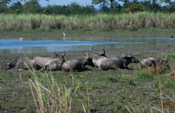 Ecstatic 3 Days Kaziranga National Park Nature Holiday Package