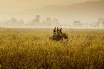 Kaziranga Wildlife Safari Luxury Tour Vacation