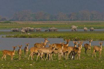 Ecstatic 4 Days 3 Nights Kaziranga National Park Trip Package