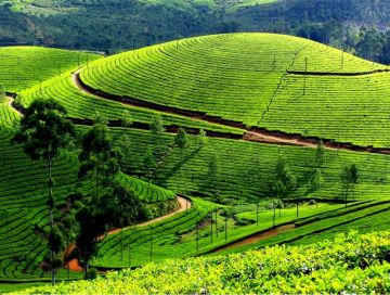 Family Getaway 4 Days 3 Nights Munnar, Thekkady and Alleppey Vacation Package