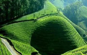 Memorable 6 Days 5 Nights Munnar, Thekkady, Alleppy and Cochin Vacation Package