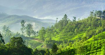 Amazing 4 Days Cochin, Munnar and Alleppey Tour Package
