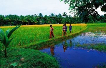 Family Getaway 4 Days 3 Nights Munnar and alleppey Trip Package