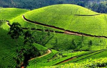 Magical 5 Days 4 Nights Munnar Honeymoon Trip Package