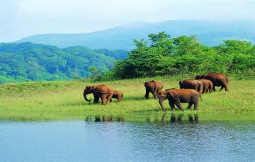 Experience Cochin Thekkady Munnar Allepphy Kovalam Honeymoon Tour Package from Delhi