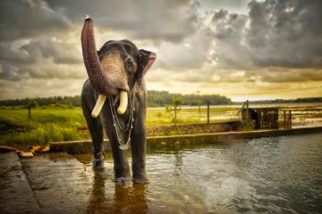 9 Days 8 Nights Thekkady Offbeat Trip Package