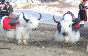 Best 6 Days 5 Nights Manali Culture and Heritage Trip Package