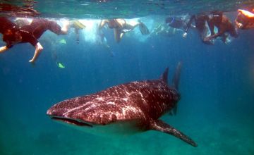 Family Getaway 5 Days 4 Nights Omadhoo Beach Trip Package