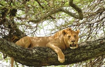 Experience 12 Days 11 Nights Masai Mara Wildlife Holiday Package