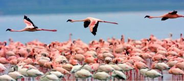 11 Days Nairobi, Samburu, Masai Mara with Amboseli Nature Vacation Package