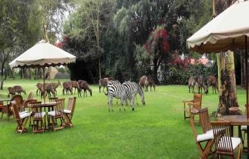 Experience 12 Days 11 Nights Masai Mara Wildlife Holiday Package