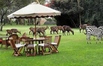 Ecstatic Nairobi Wildlife Tour Package for 8 Days 7 Nights