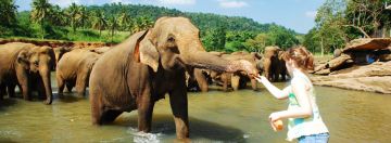 4 Days Colombo, Kandy with Nuwara Eliya Walking Trip Package