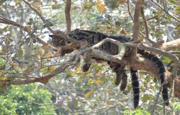 Amazing Lava,Lolegaon & Rishyp Package 4N/5D