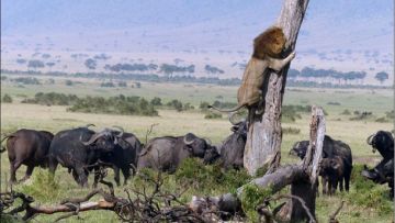 11 Days Nairobi, Samburu, Masai Mara with Amboseli Nature Vacation Package