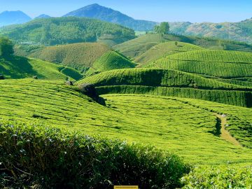 Family Getaway 4 Days 3 Nights MUNNAR, THEKKADY and ALLEPPEY Holiday Package