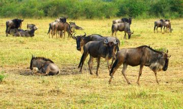 Magical 15 Days 14 Nights Lake Manyara Honeymoon Holiday Package