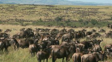6 Days 5 Nights Nairobi, Amboseli, Nakuru and Maasai Mara Wildlife Vacation Package
