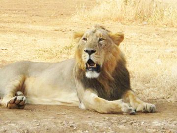 5 Days 4 Nights Mumbai to Sasan Gir Friends Vacation Package