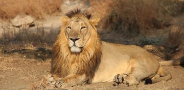 5 Days 4 Nights Mumbai to Sasan Gir Friends Vacation Package
