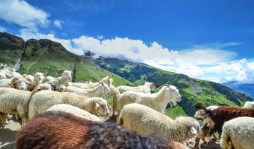 Beautiful 4 Days Manali Hill Holiday Package