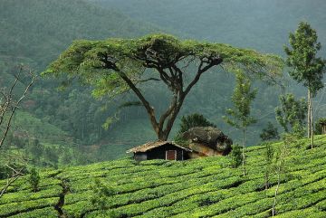 KERALA TOUR PACKAGE 3 NIGHT AND 4 DAYS