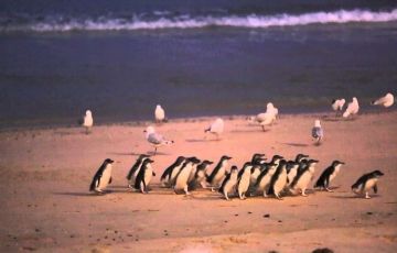 Beautiful 11 Days 10 Nights Goldcoast Holiday Package