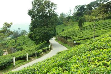 4 Days 3 Nights Munnar Culture Holiday Package