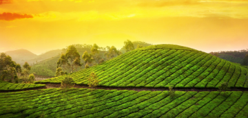 5 Days 4 Nights Munnar to Thekkady Wildlife Vacation Package