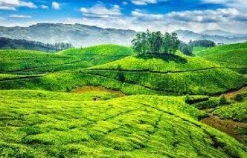 MUNNAR & THEKKADY TOUR PACKAGE 3 DAYS 2 PERSON