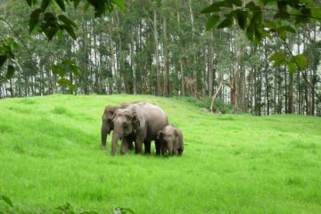 MUNNAR COCHIN