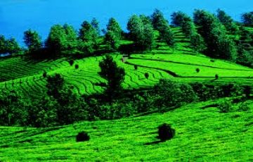 Magical 6 Days 5 Nights Munnar, alleppy with kovalam Tour Package