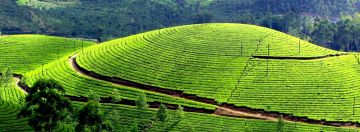 Heart-warming 5 Days Kochi Honeymoon Tour Package