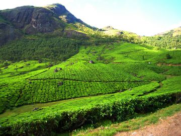 4 Days 3 Nights Kochi to Kumarakom Wildlife Trip Package