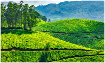 Experience Munnar Friends Tour Package for 4 Days