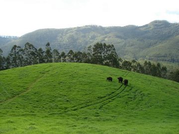 7 Days 6 Nights Munnar Church Trip Package