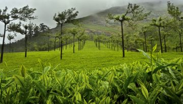 Magical 5 Days Munnar Honeymoon Vacation Package
