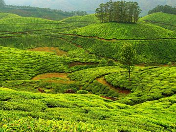 Family Getaway 3 Days Munnar Waterfall Holiday Package