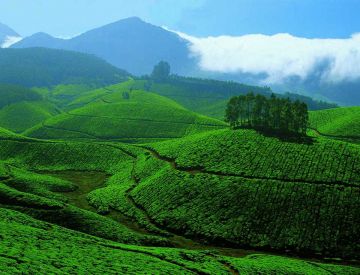 5 Days 4 Nights Bangalore to Munnar Wildlife Holiday Package