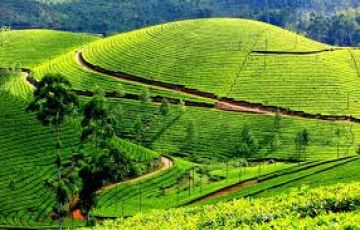 Experience 6 Days Kochi to Munnar Nature Holiday Package