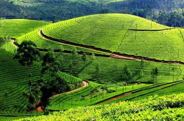 Pleasurable 7 Days 6 Nights Cochin, Munnar, Thekkady and Allepey Trip Package