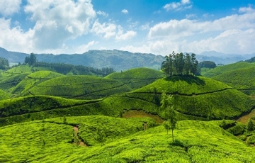 Amazing 5 Days 4 Nights Cochin Munnar Alleppey Holiday Package