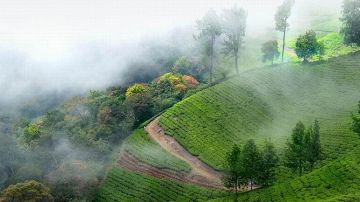 Experience 4 Days 3 Nights Munnar Honeymoon Holiday Package