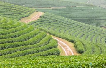 4 Days Ex - Delhi to Munnar Holiday Package