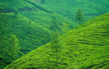 4 Days Ex - Delhi to Munnar Holiday Package