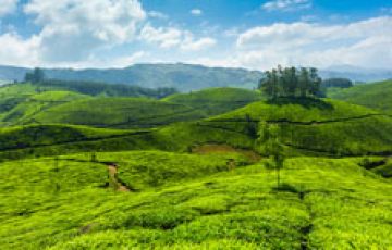 Family Getaway 5 Days Cochin, Munnar with Thekkady Hill Stations Holiday Package